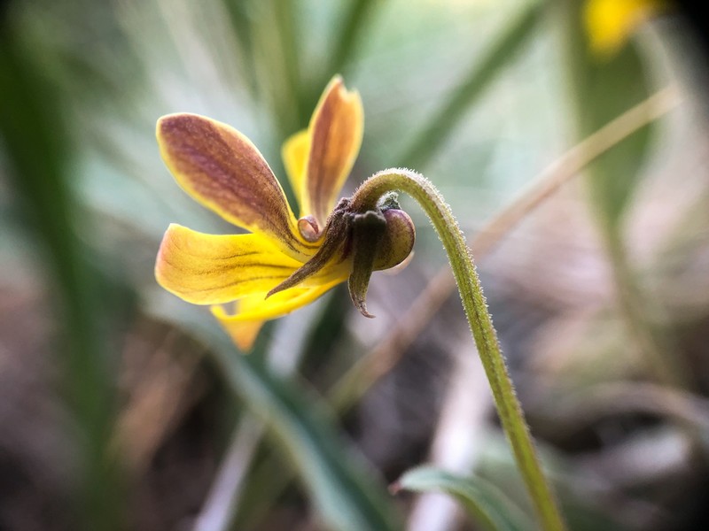Nuttall's Violet photo 4