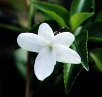 Oahu Violet