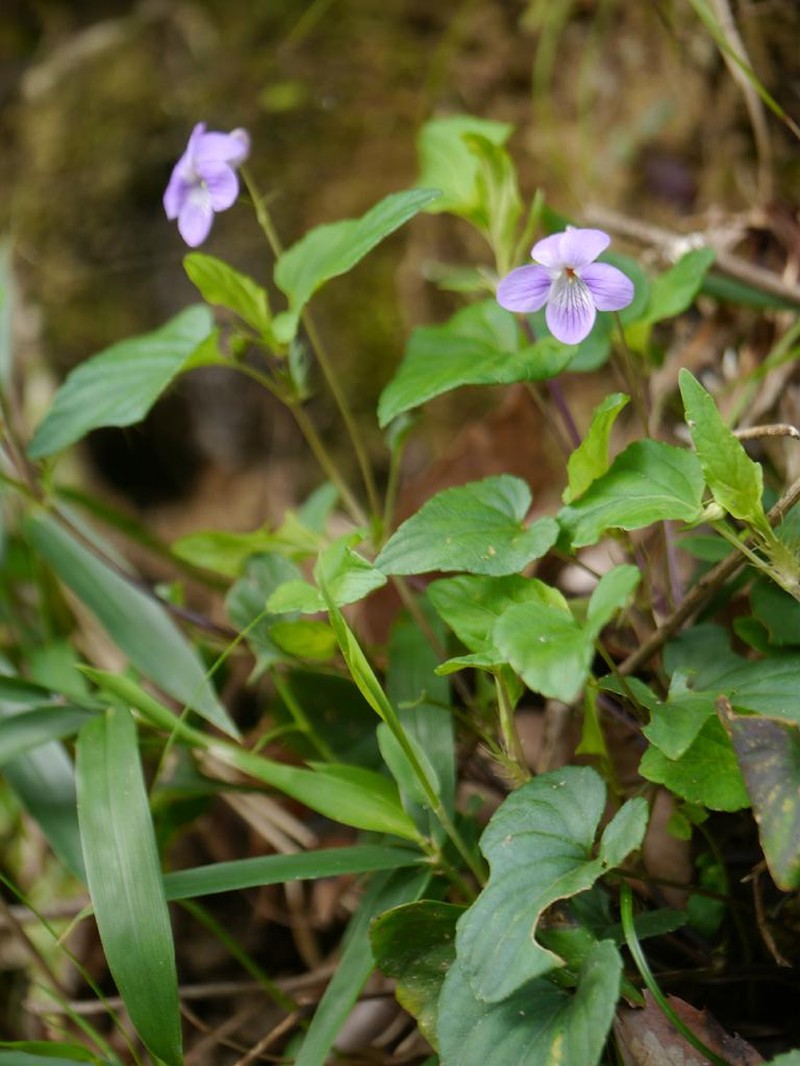 Viola oblonga