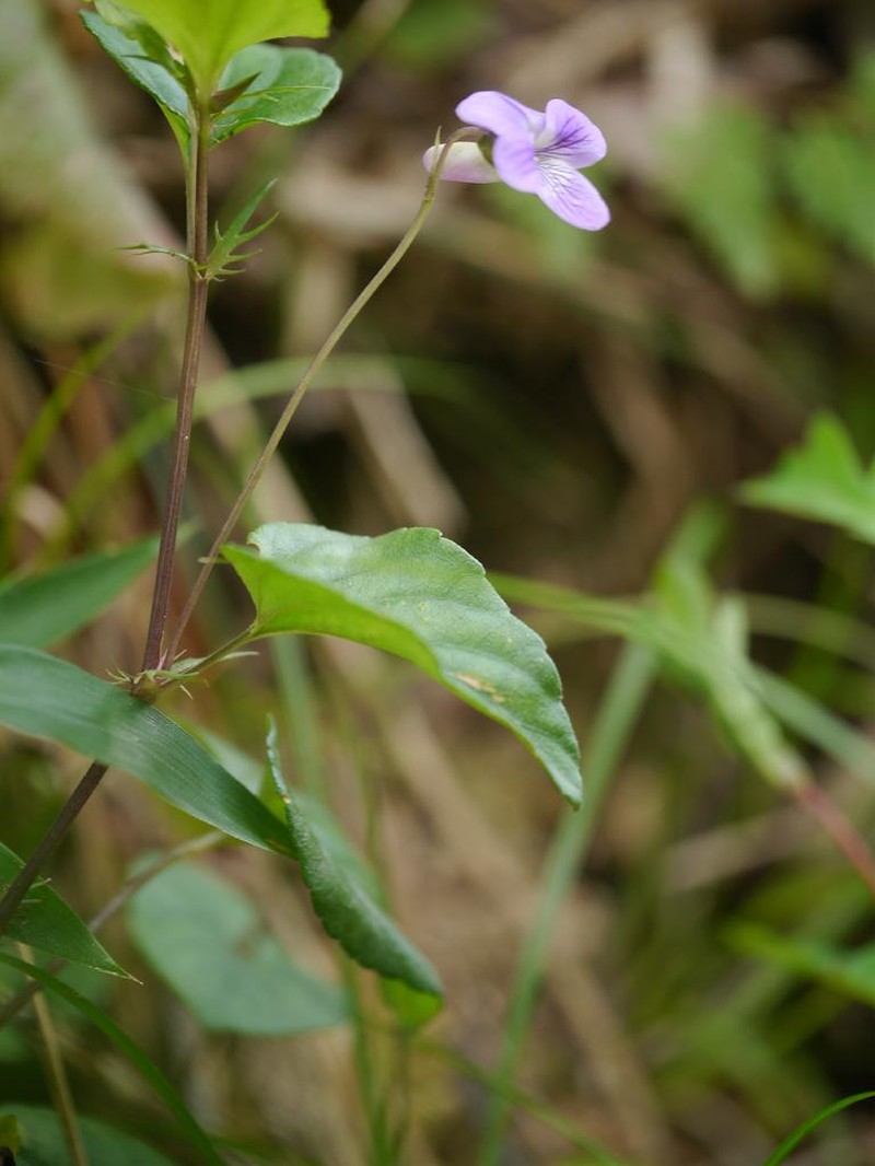 Viola oblonga photo 2