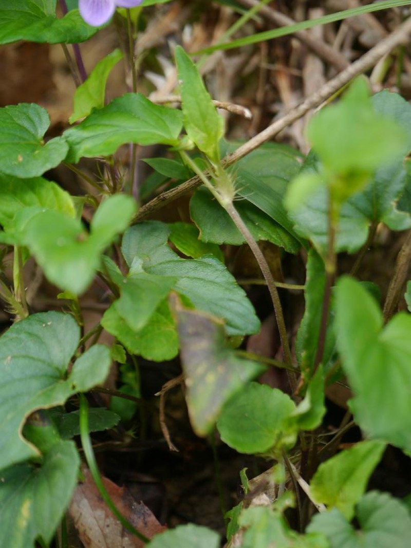 Viola oblonga photo 3