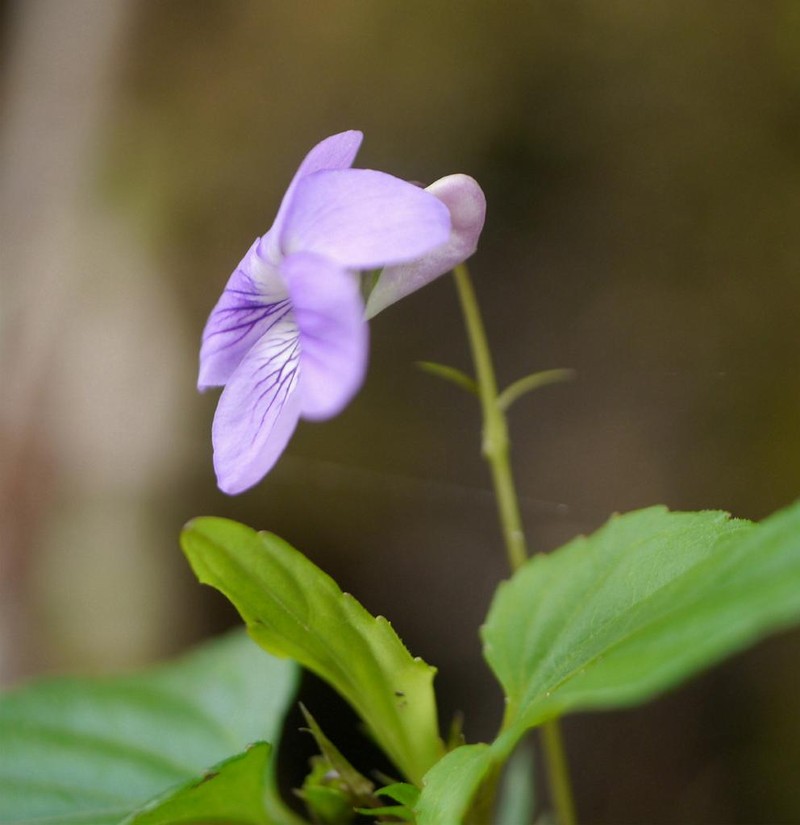 Viola oblonga photo 5