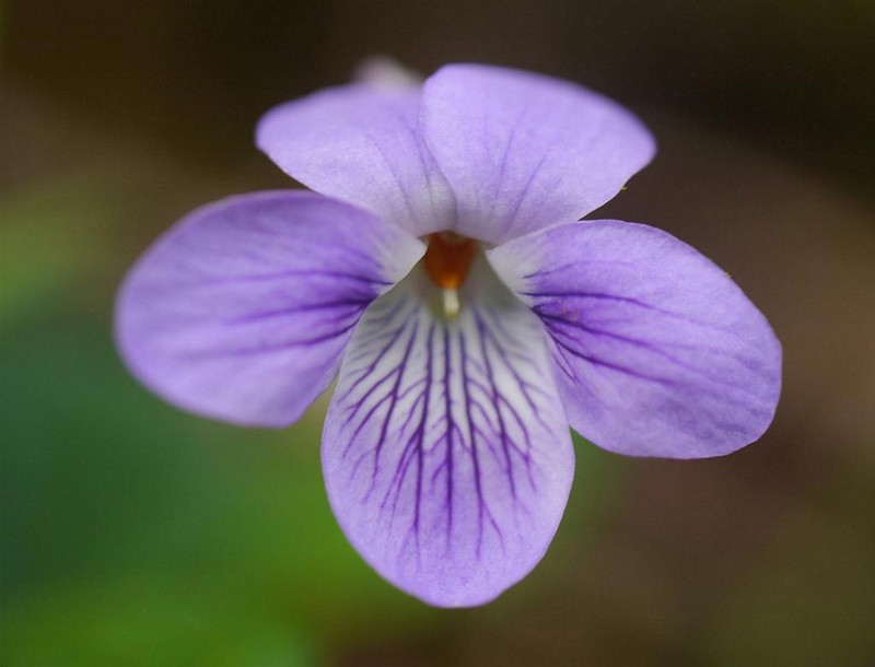 Viola oblonga photo 6