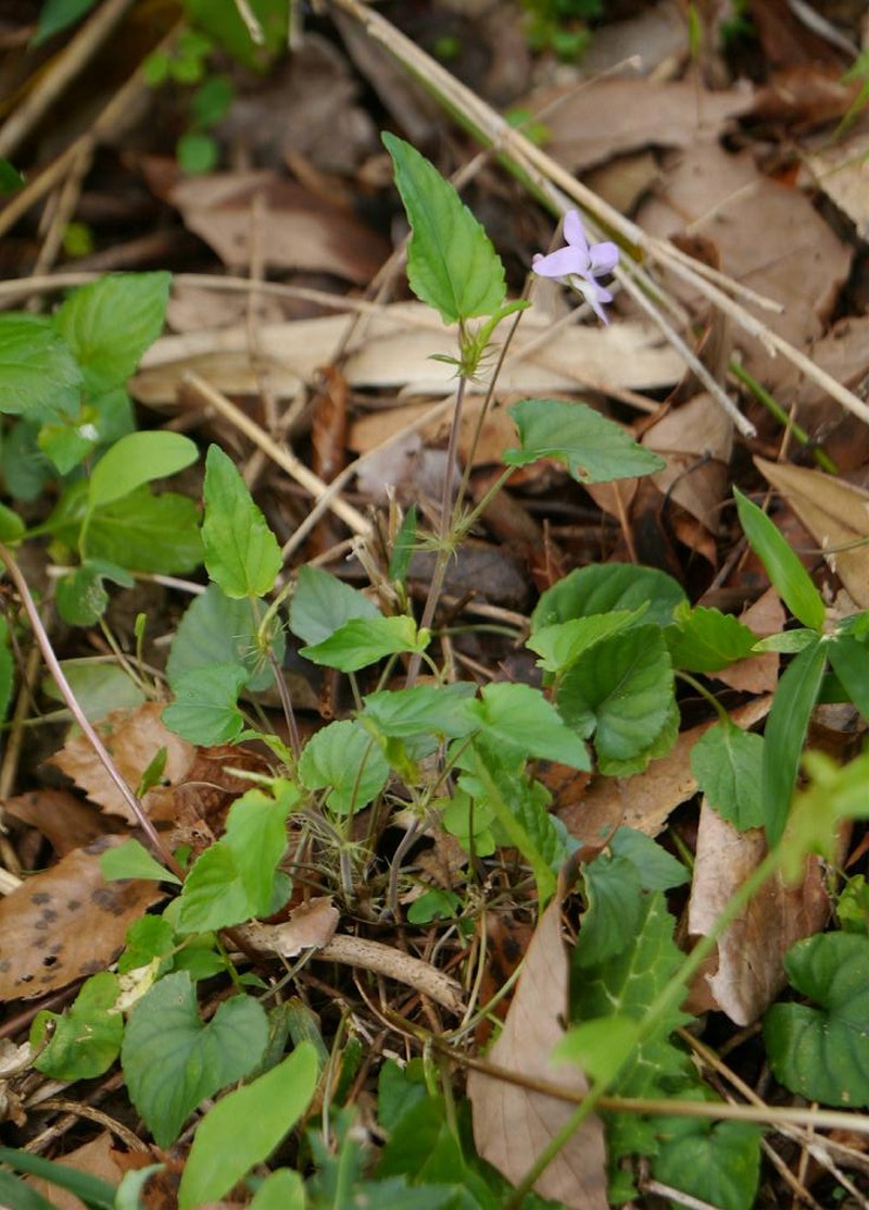 Viola oblonga photo 7