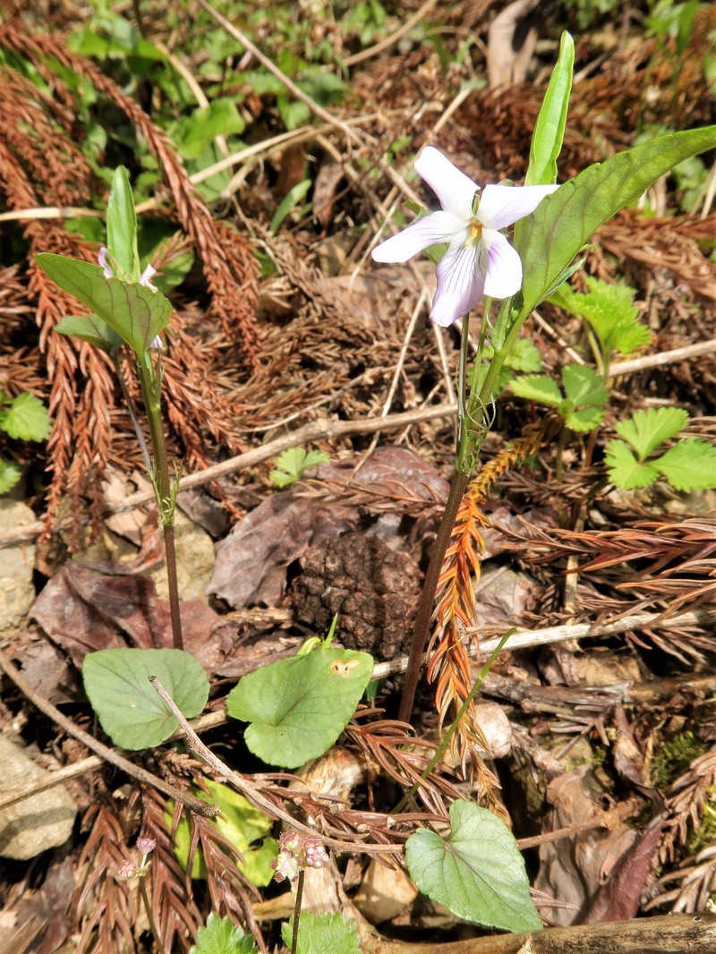 Viola oblonga photo 8
