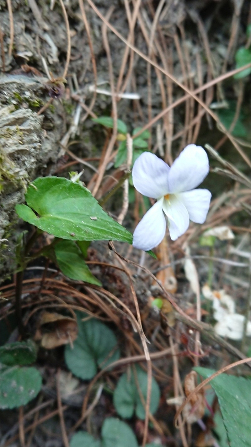 Viola obtusa