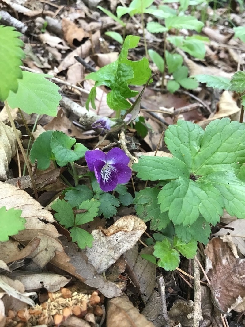 Viola obtusa photo 2