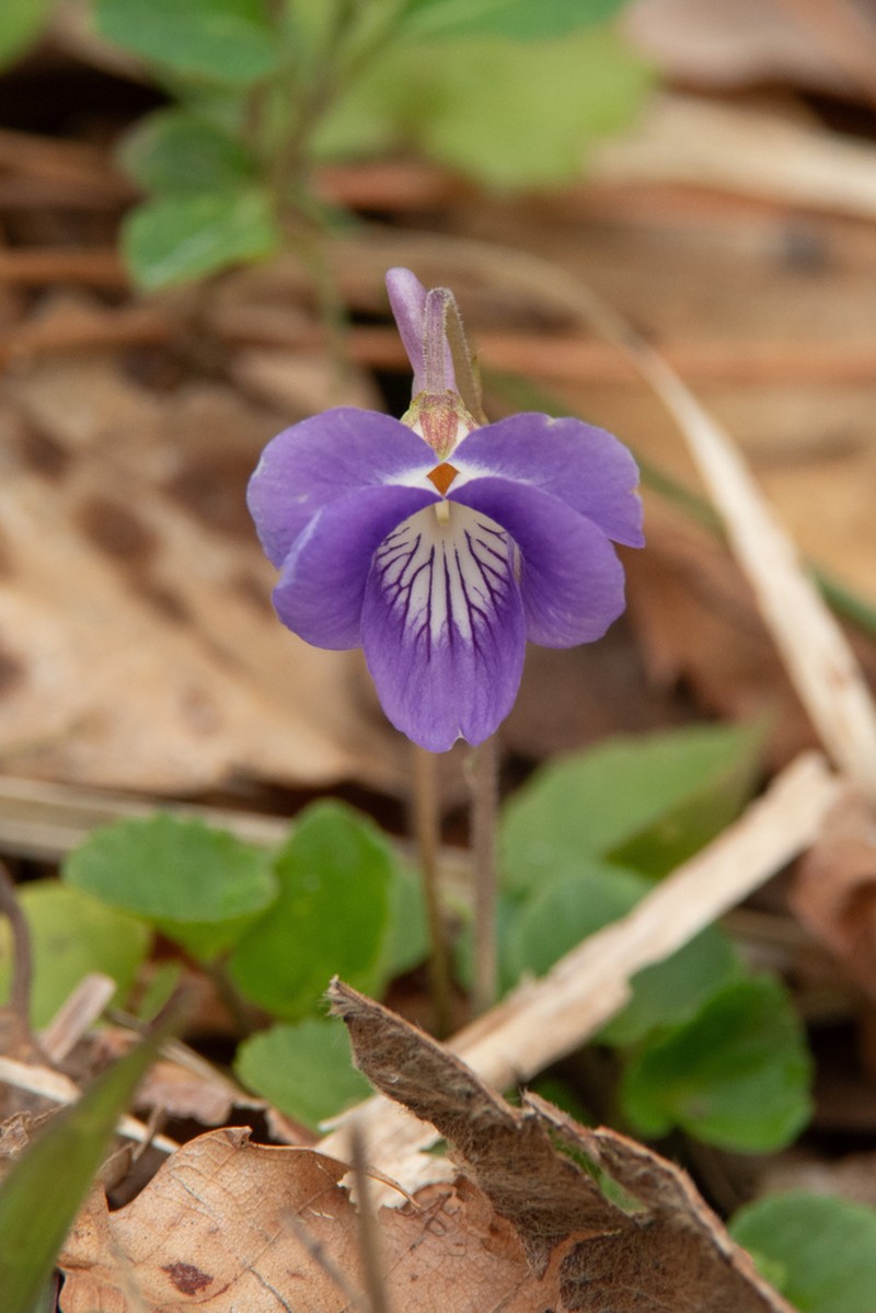Viola obtusa photo 4