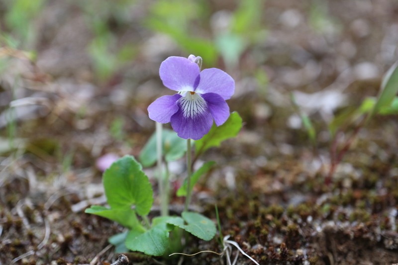 Viola obtusa photo 5