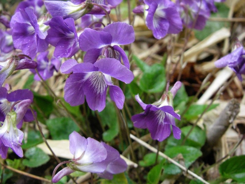 Viola obtusa photo 6