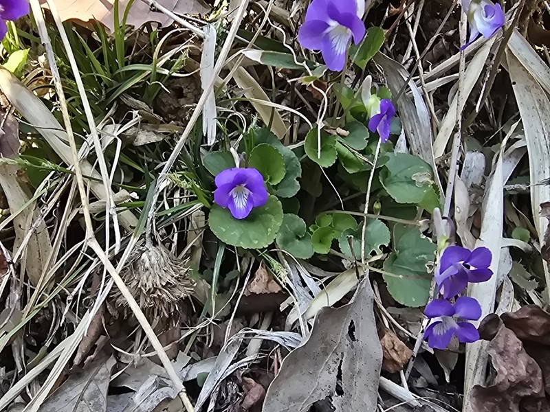 Viola obtusa photo 8