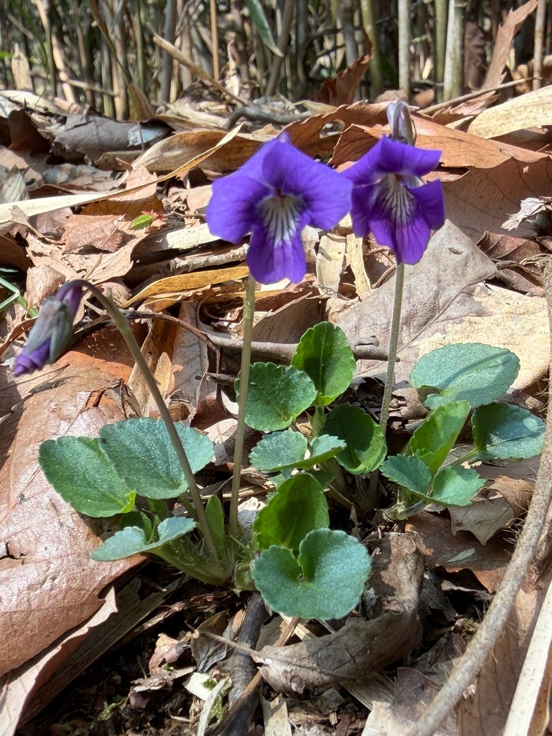 Viola obtusa var. obtusa