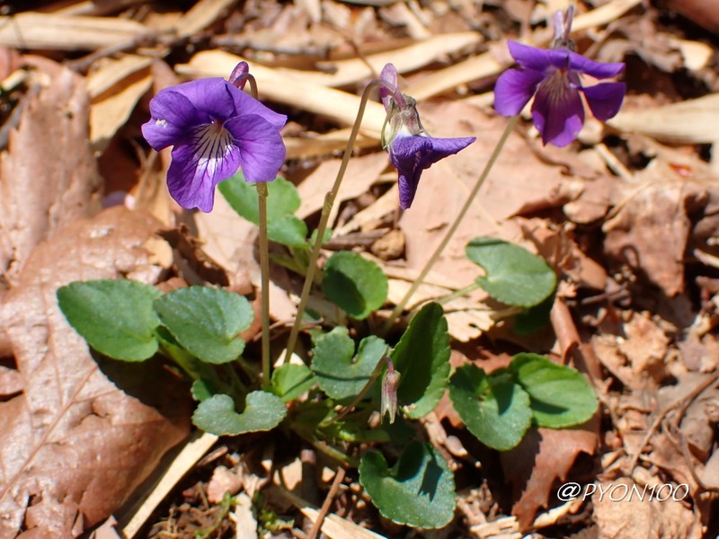 Viola obtusa var. obtusa photo 2