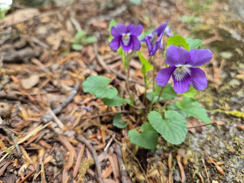 Viola obtusa var. obtusa photo 3
