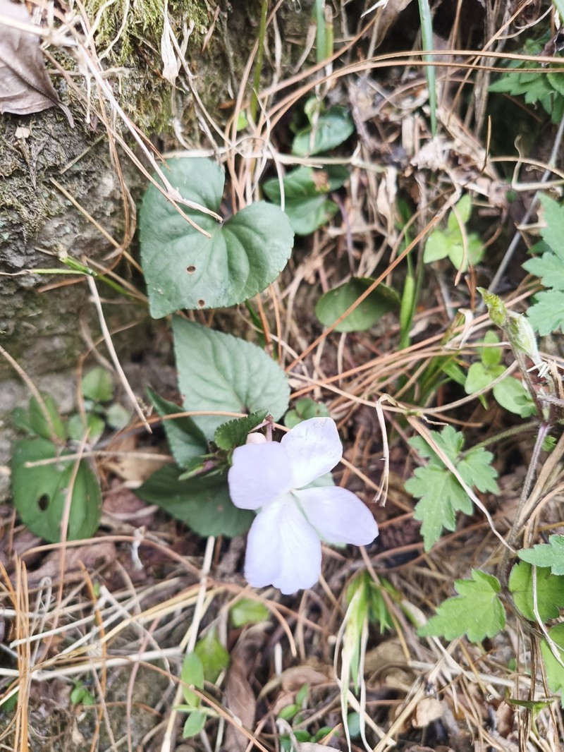 Viola obtusa var. tsuifengensis