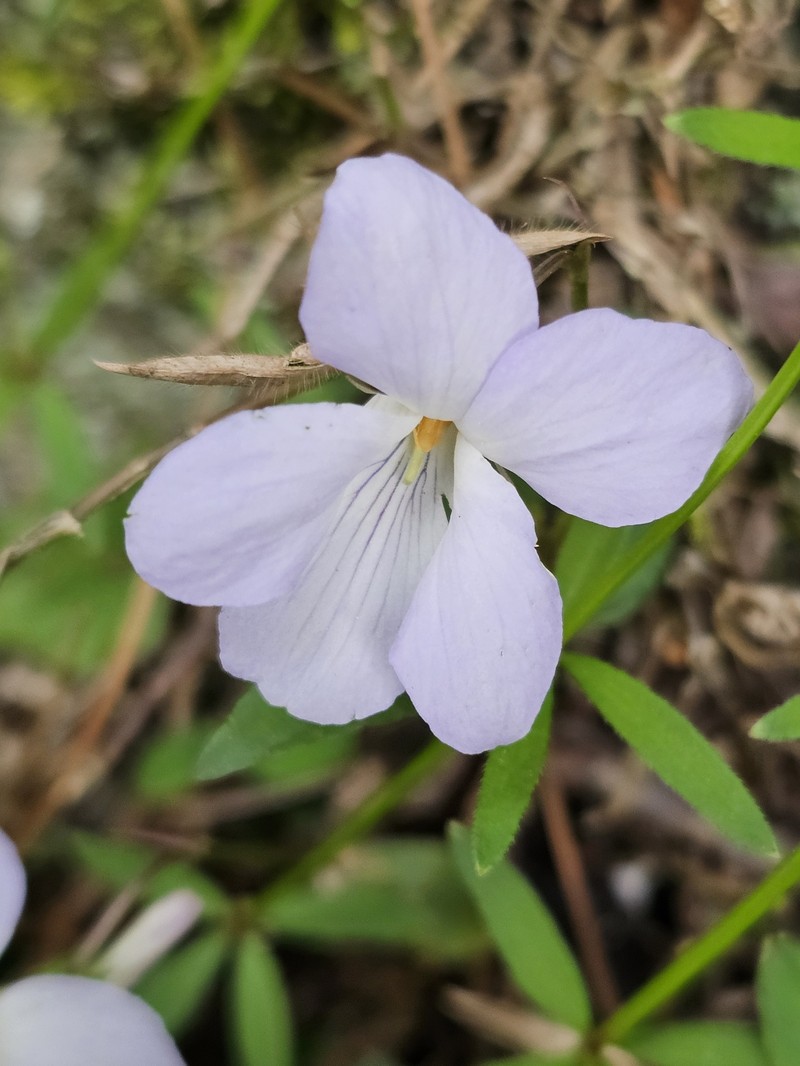 Viola obtusa var. tsuifengensis photo 2