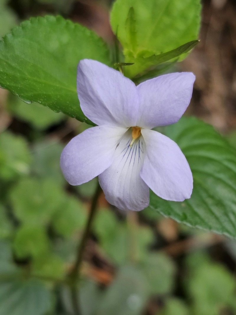 Viola obtusa var. tsuifengensis photo 3