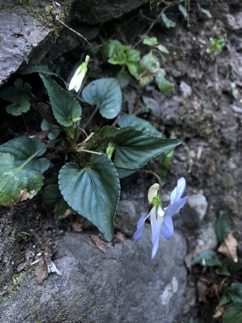 Viola obtusa var. tsuifengensis photo 4