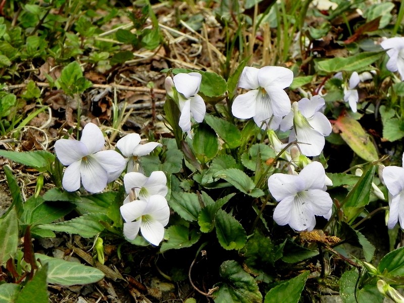 Viola obtusa var. tsuifengensis photo 5