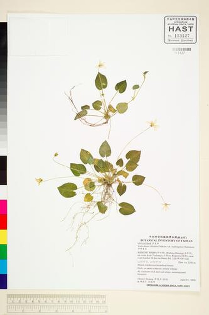 Viola obtusa var. tsuifengensis photo 6