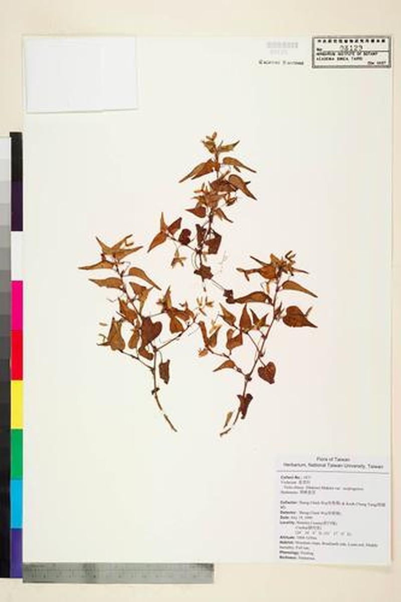 Viola obtusa var. tsuifengensis photo 7