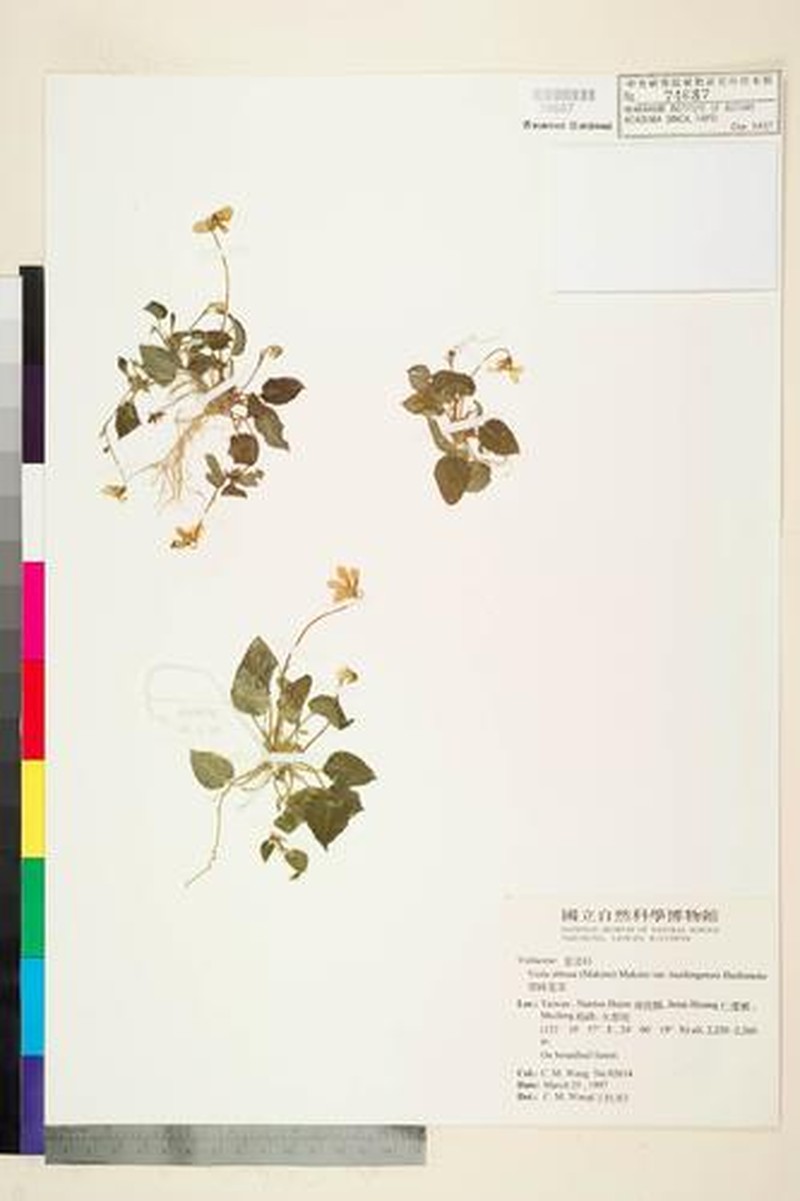 Viola obtusa var. tsuifengensis photo 8