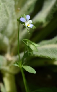 Viola occulta