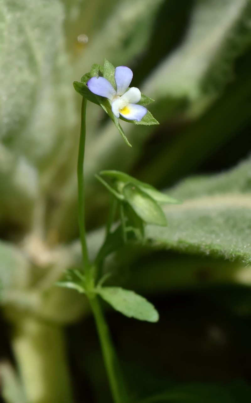 Viola occulta