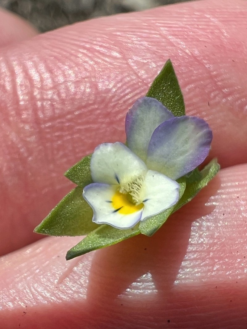 Viola occulta photo 2