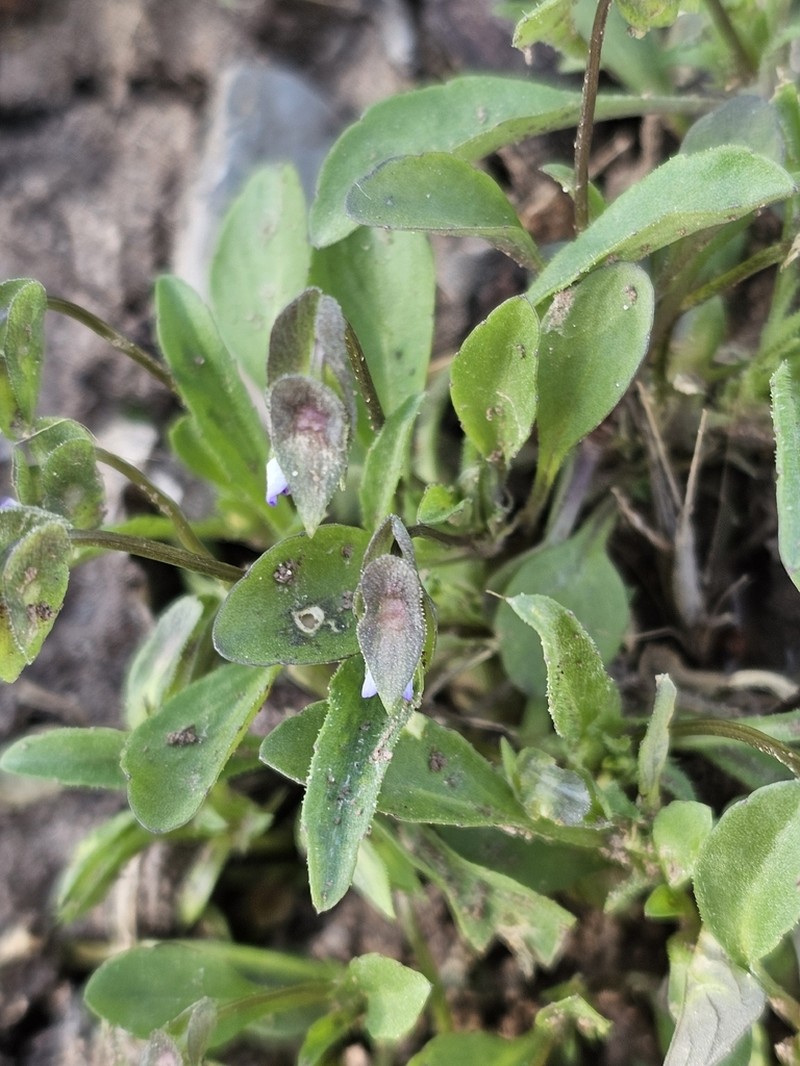 Viola occulta photo 3