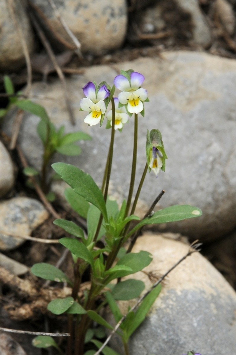 Viola occulta photo 4