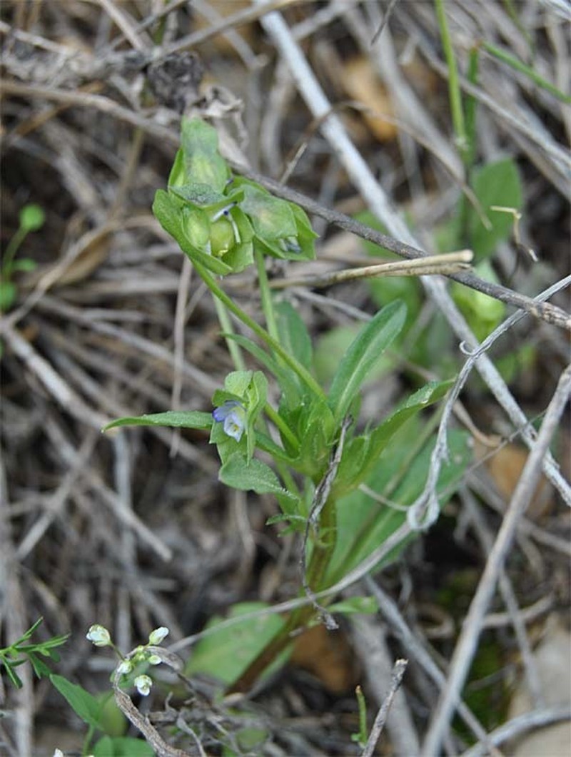 Viola occulta photo 5