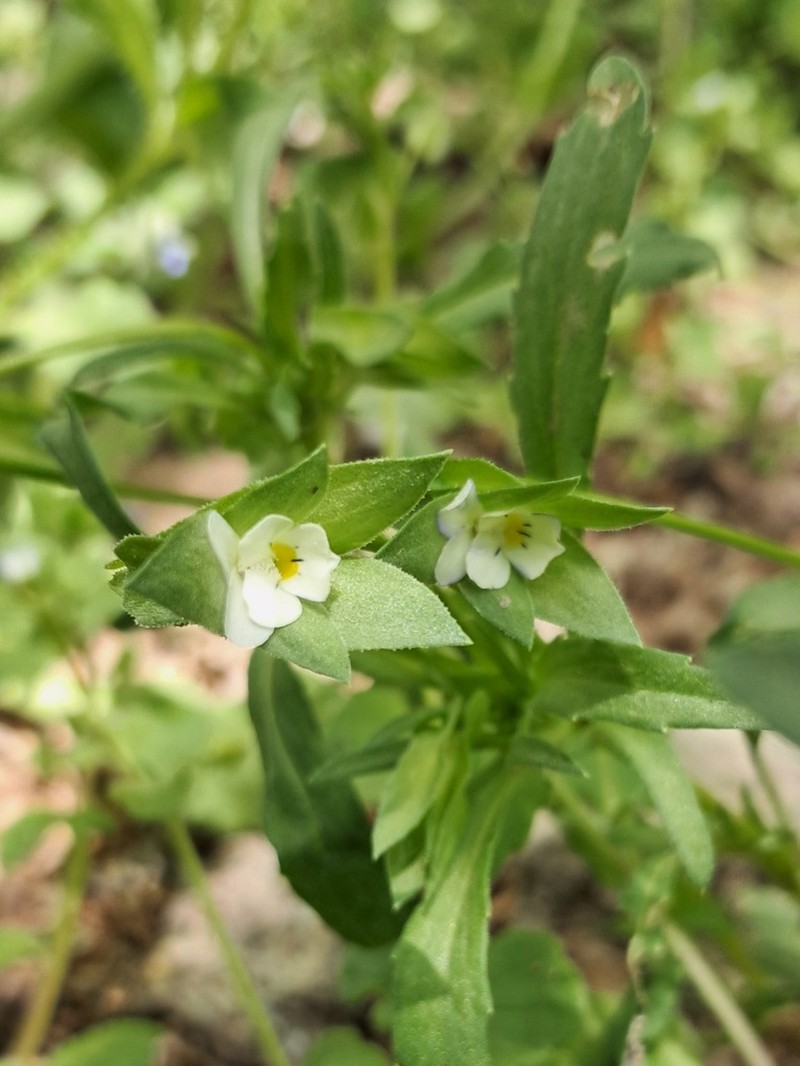 Viola occulta photo 6