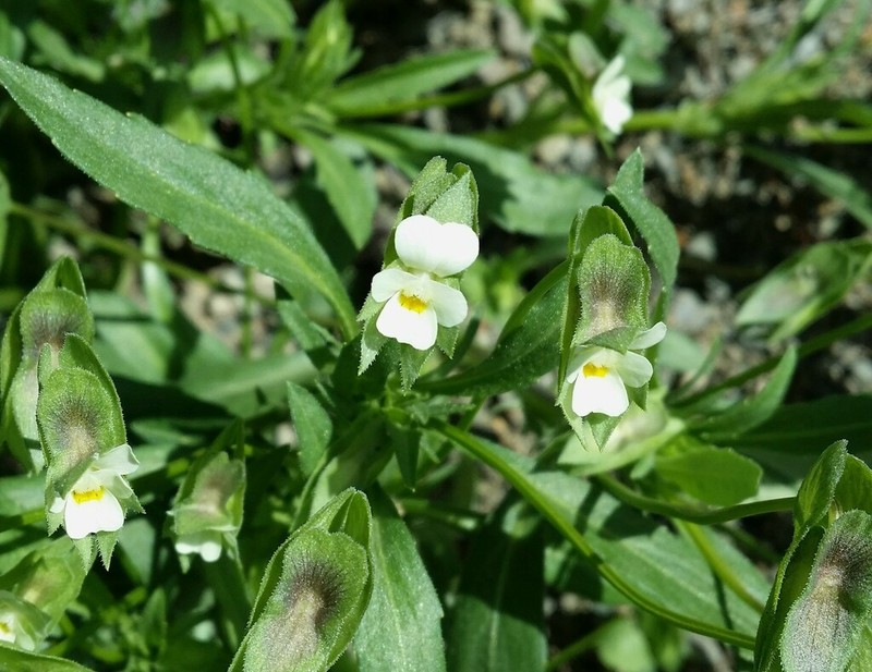 Viola occulta photo 7