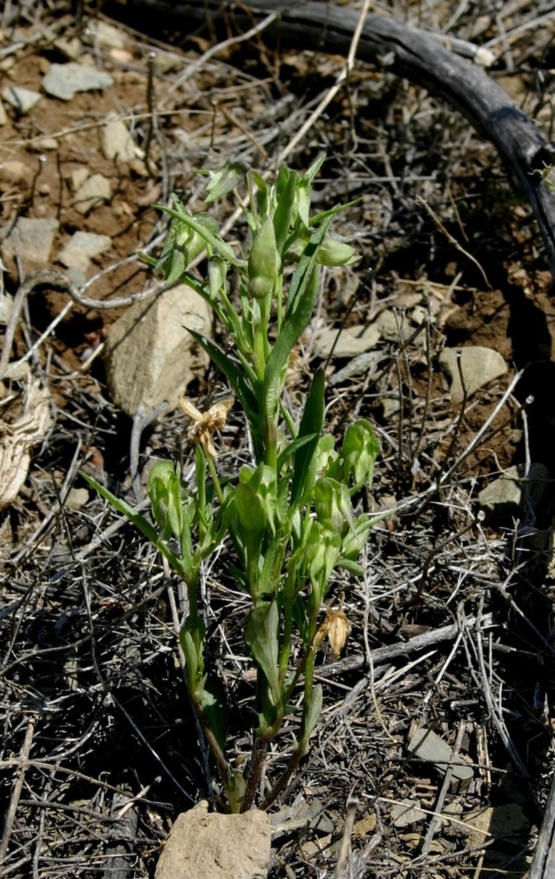 Viola occulta photo 8