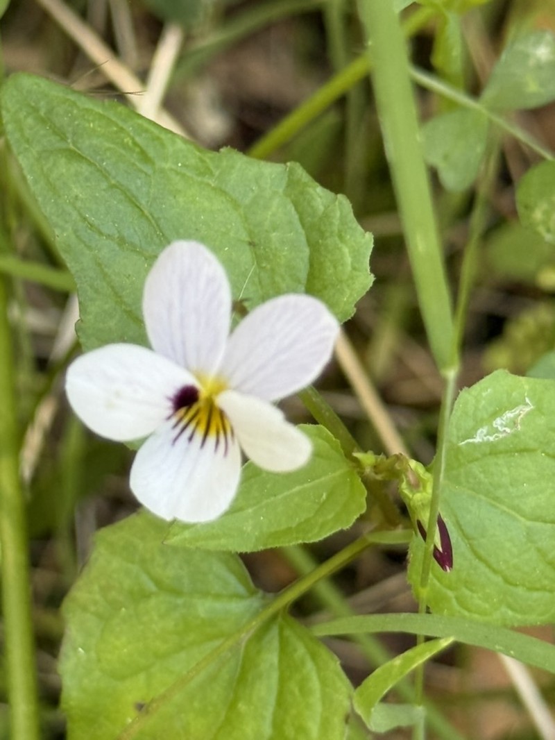 Pinto Violet photo 3