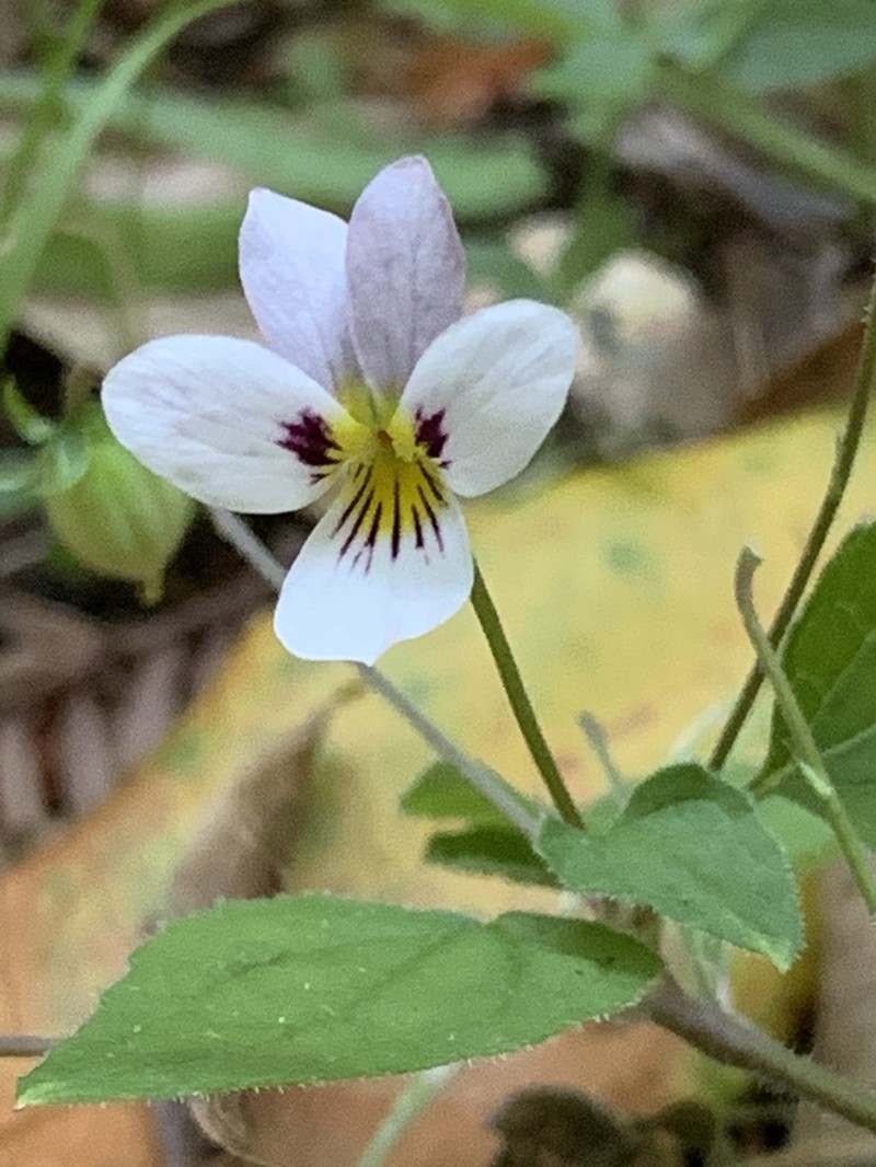 Pinto Violet photo 4