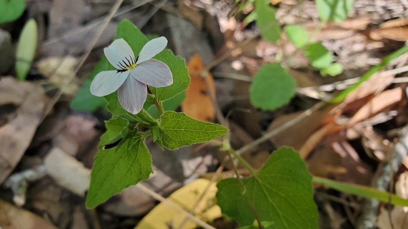 Pinto Violet photo 5