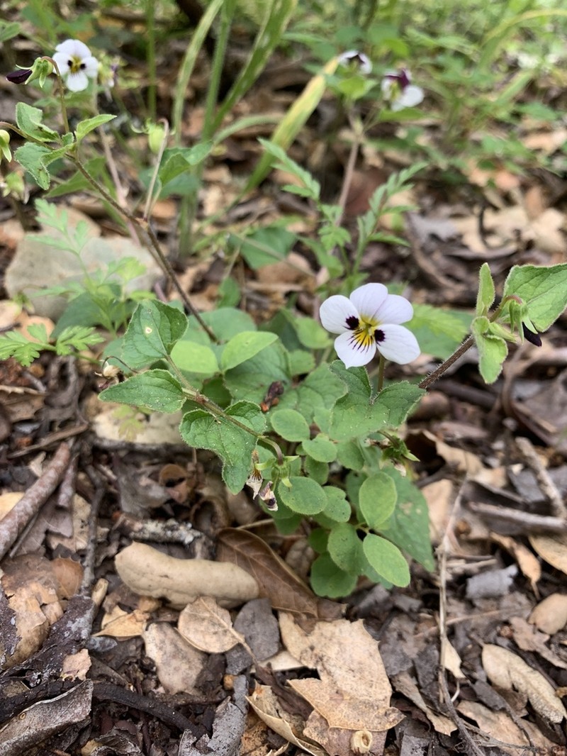 Pinto Violet photo 6