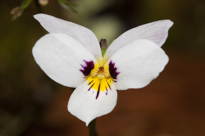 Pinto Violet photo 2