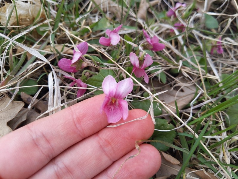 Sweet Violet photo 4