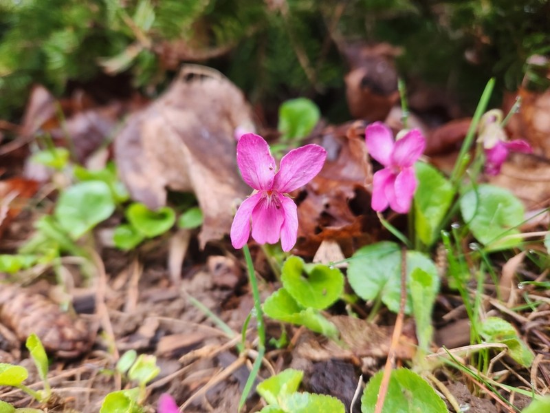 Sweet Violet photo 5
