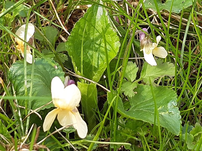 Sweet Violet photo 6