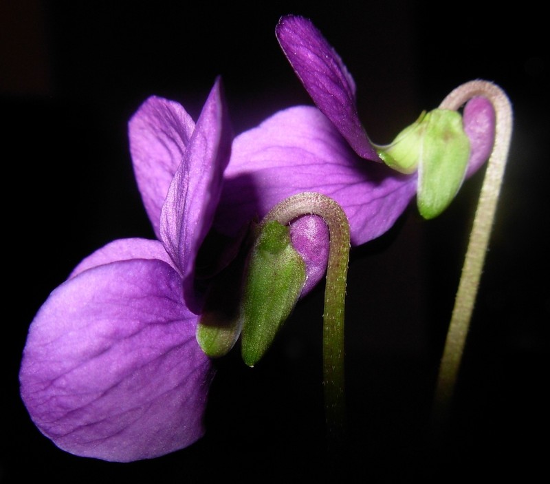 Sweet Violet photo 7