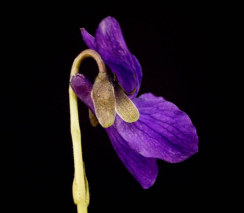 Sweet Violet photo 4