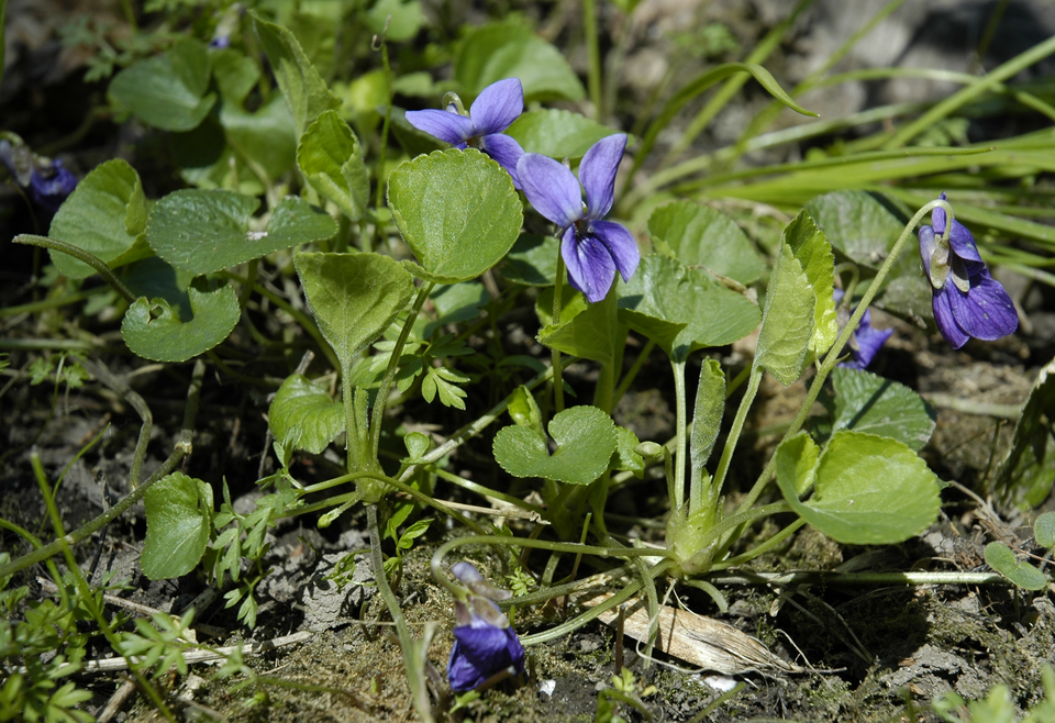 Sweet Violet photo 5