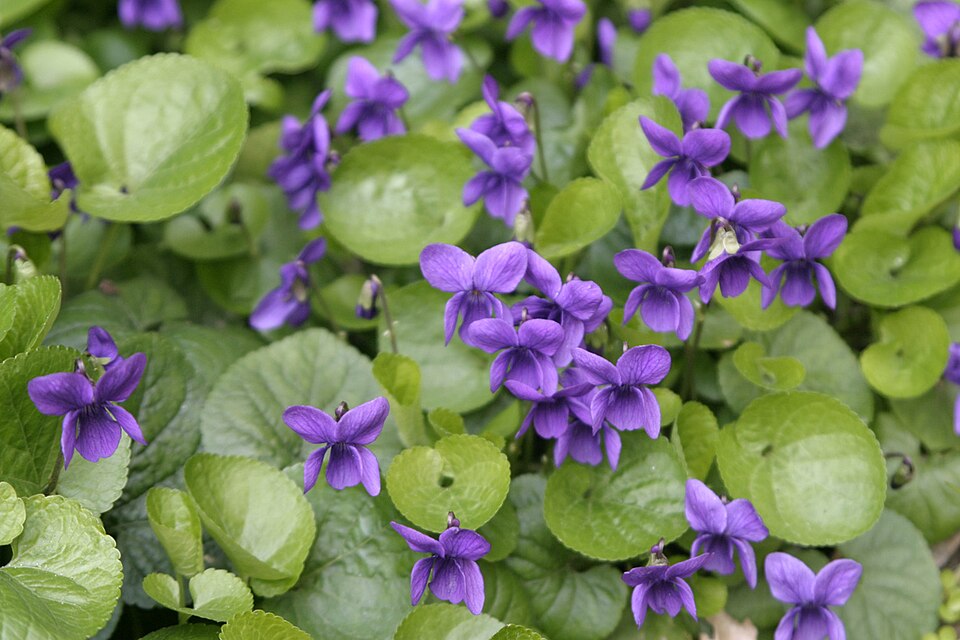 Sweet Violet photo 6