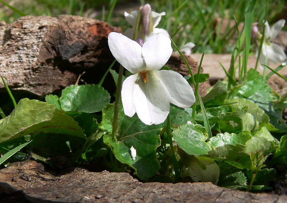 Sweet Violet photo 7