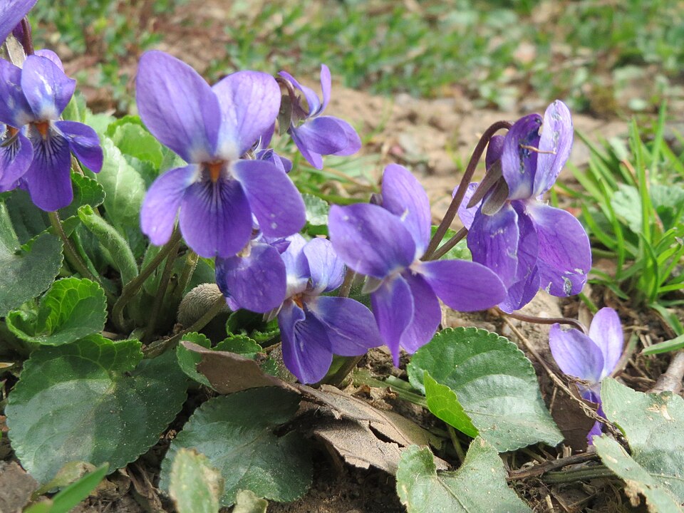 Sweet Violet photo 8