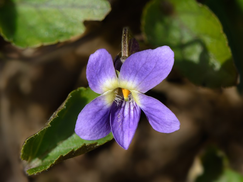 Sweet Violet photo 2